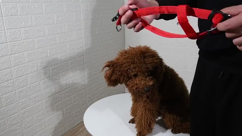 Arnés LED para perros KAJIPET (tallas XS-XL) de PawParty Store_voghion.com