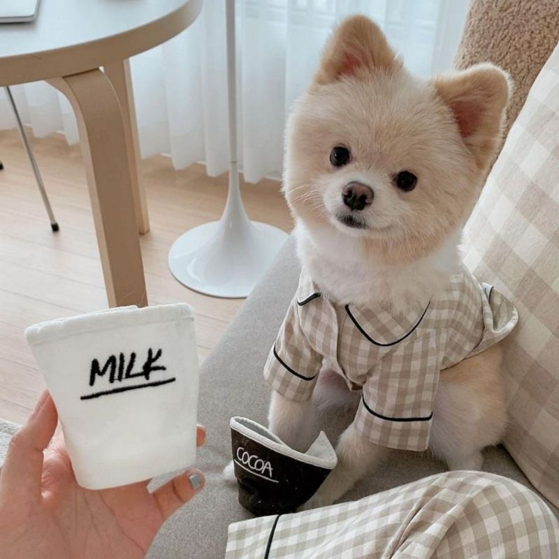 Koreanischer Stil Haustier Welpen Kätzchen Hund Pyjamas Teddy Bichon Schnauzer Pommerschen Chihuahua Kleidung Frühling Sommer Outfit_voghion.com