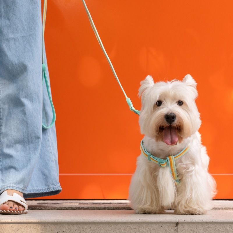 PETSVILLE Paw Thinking Tasma Renk Bloklu Öğleden Sonra Çayı Serisi Tasma Seti Dayanıklı Köpek Zinciri_voghion.com
