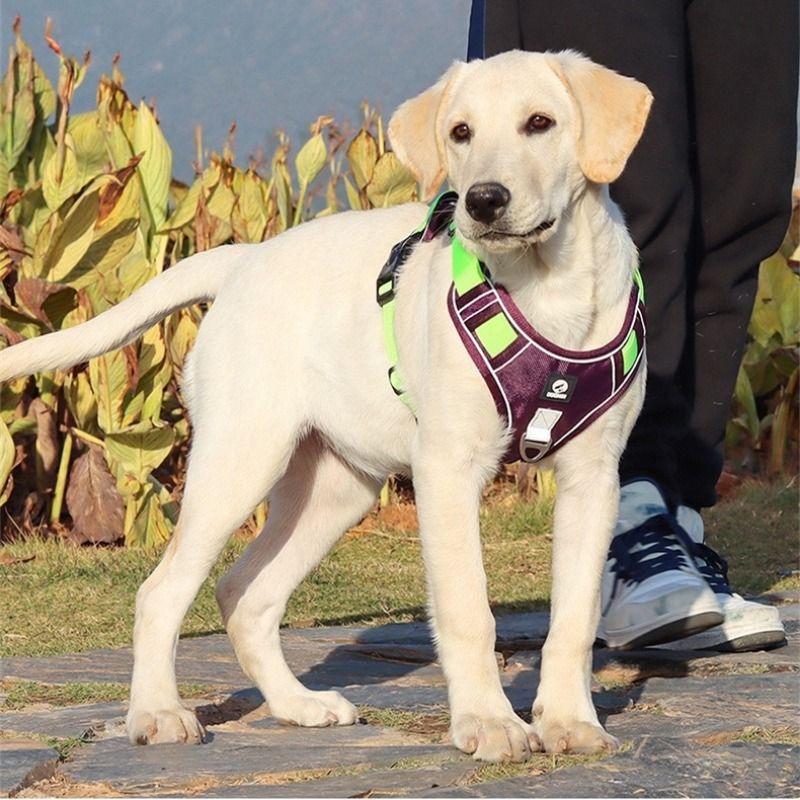 Pet Chest Harness Vest Style Large Dogs Explosion Proof Flushing Traction Rope Dog Outdoors Go Out Play Traction Rope_voghion.com