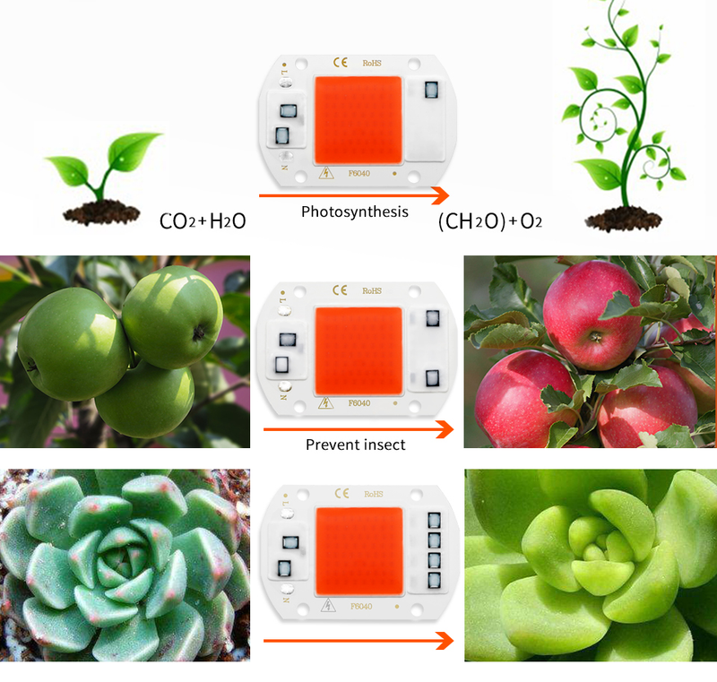 COB-Chip-LED-Wachstumslicht, Phyto-Lampe, AC 220 V, 110 V, 50 W, 30 W, 20 W, volles Spektrum, kein Treiber für das Wachstum von Blumensämlingspflanzen erforderlich_voghion.com