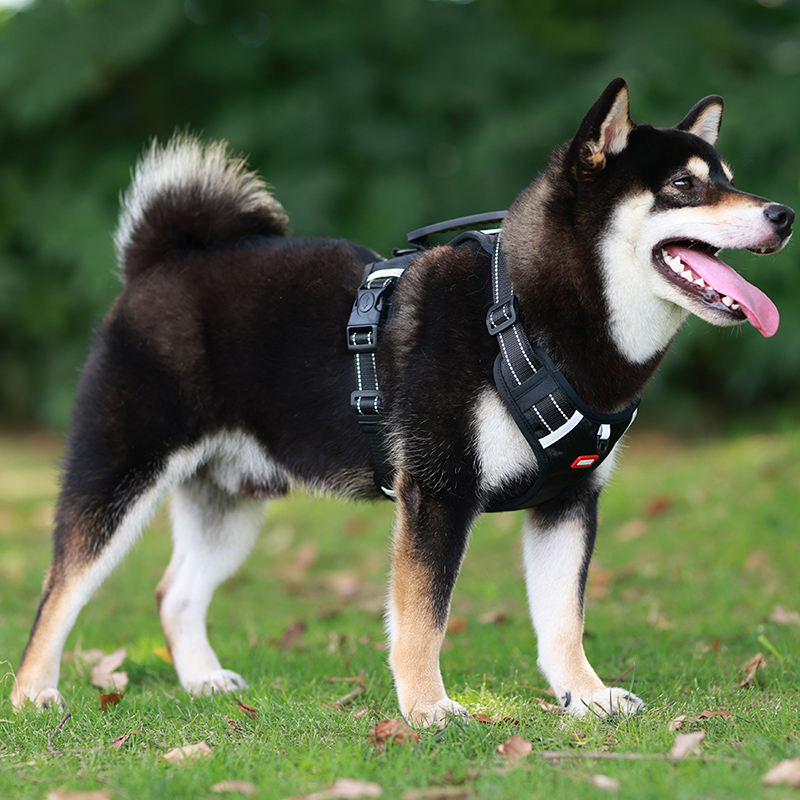 Pettorina per cani di piccola e grande taglia, con guinzaglio di sicurezza regolabile, imbracatura riflettente per cani, guinzaglio per passeggiate Bulldog francese_voghion.com