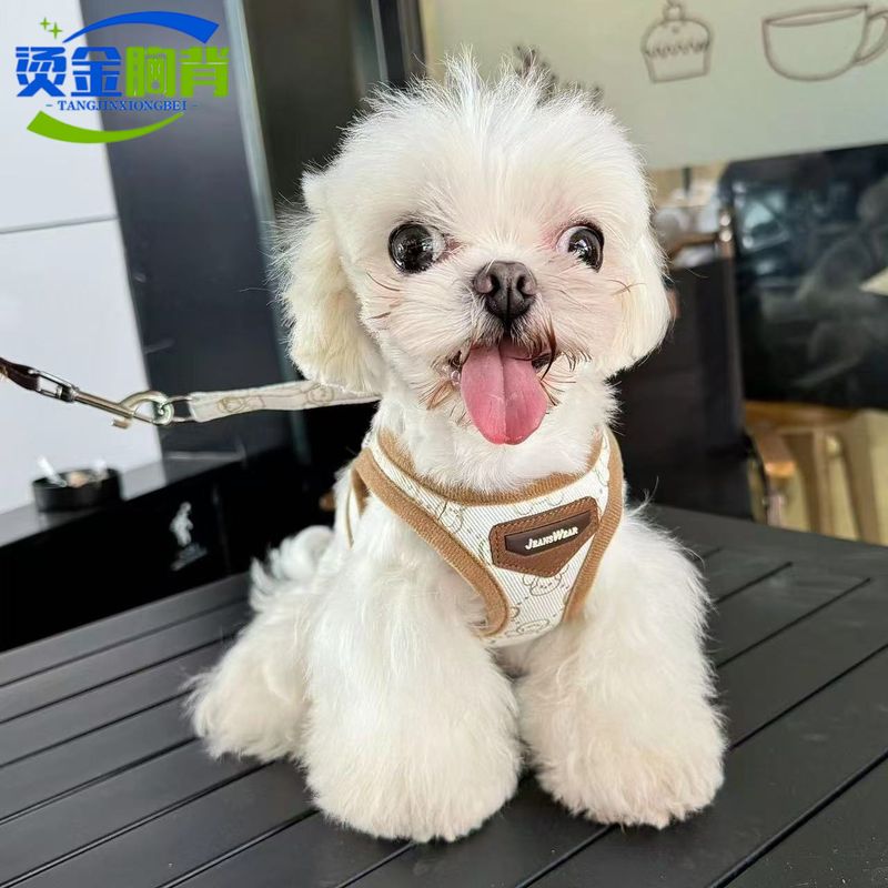 Arnés transpirable ajustable para perros pequeños y medianos, estilo chaleco, correa para gatos, con lámina dorada, accesorios de moda._voghion.com