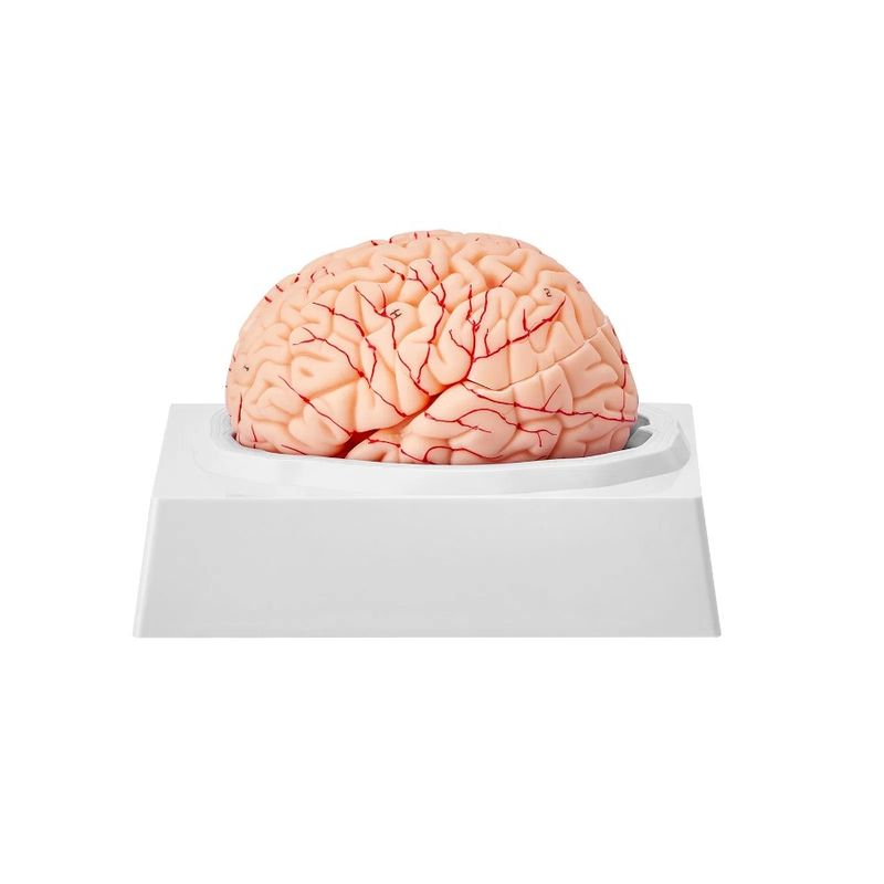 Model Model Human Brain Mode Labels Detachable Brain And Display Anatomy 9-Part With Human Base Anatomical Brain Life-Size 1:1_voghion.com