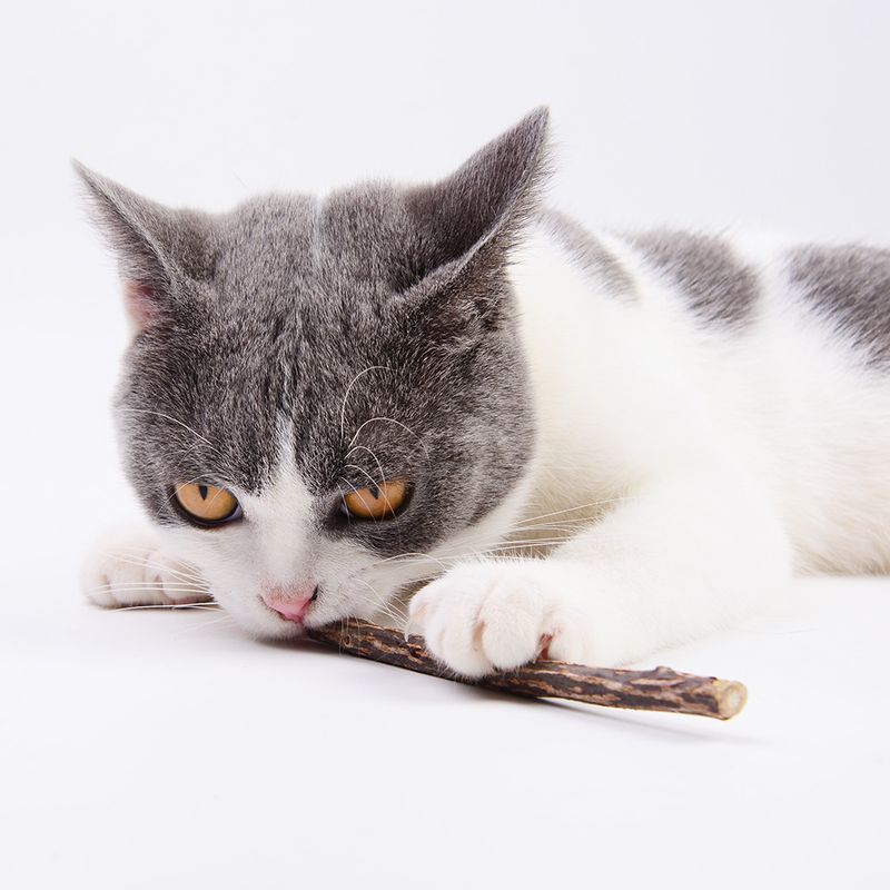 20 pezzi di erba gatta, giocattoli per gatti, per digrignare i denti, per masticare e rimuovere le palle di pelo, bastoncini di poligono Muttian_voghion.com