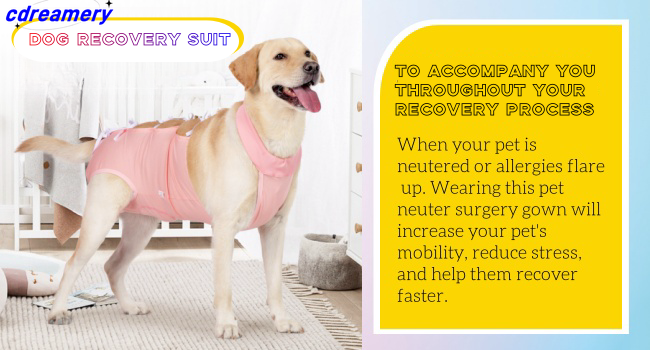 Set chirurgico per cani, set per il recupero degli animali domestici, set chirurgico per la sterilizzazione dei cani, stile bendaggio, abbigliamento postoperatorio semplice_voghion.com