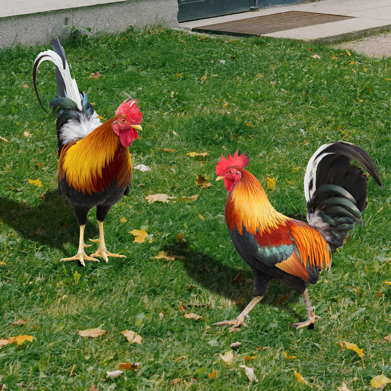 YKLU073 Simulation 3D coq cour insertion au sol cour Art jardin décoration extérieure miroir insérer_voghion.com