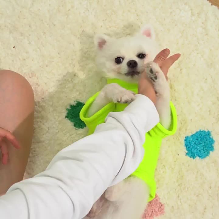 Pullover, Fleece-Kaltwettermantel D, Pullover, Hundejacke, Winterkleidung mit D-Ring für kleine, mittlere und große Hunde von PawParty Store_voghion.com