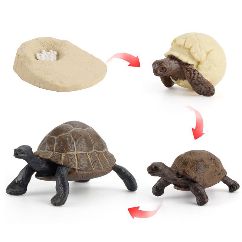 Charming Solid Simulation Turtle Chick Frog Animal Growth Cycle Montessori Teaching Aids For Educational Fun And Decor Collectible_voghion.com