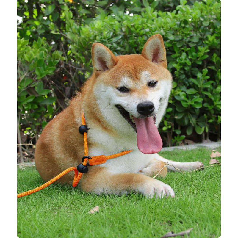 Integrierte, verstellbare, explosionsgeschützte Kette, Hundeleine für mittlere und große Hunde, P-Seil_voghion.com