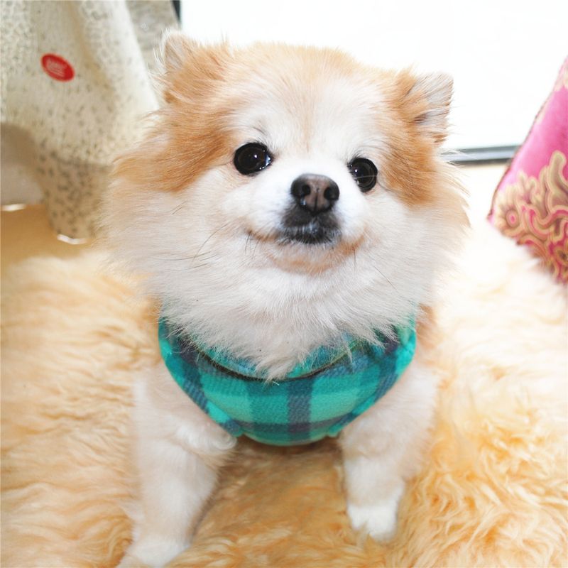 Abbigliamento per animali domestici diretto dalla fabbrica, per cani, autunno e inverno, in pile polare, fibbia di trazione, 27 colori brevettati, saranno oggetto di indagine_voghion.com