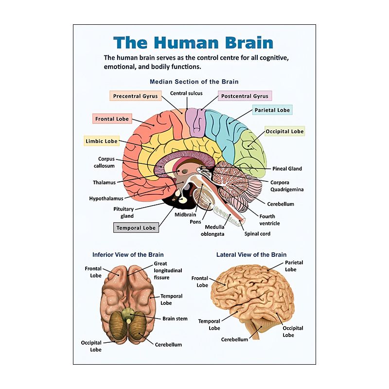 English Anatomy Human Organs Canvas Print Classroom Hospital Core Poster_voghion.com