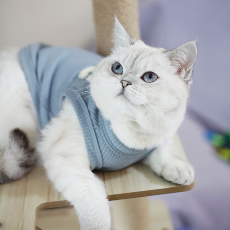 2024 Spring Summer Dog Clothes Waffle Short Vest For Bichon Frise Teddy Schnauzer_voghion.com