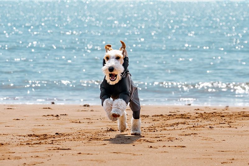 Dog Four-Legged Raincoat Waterproof Wear-Resistant Lightweight Jacket Pet-Specific Rainy Day Full Coverage Windproof Pet_voghion.com