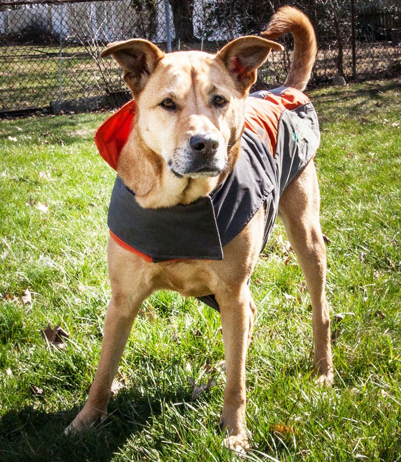 Helios Lotus-Rusher Waterproof 2-in-1 Convertible Dog Jacket w/ Blackshark technology_voghion.com
