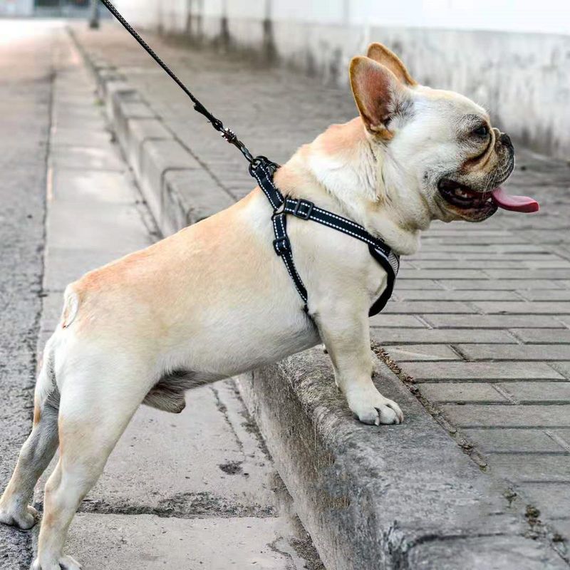 Pet Chest Harness Leash Set Walking Rope Cat Chain Dog Anti-Pull Adjustable_voghion.com