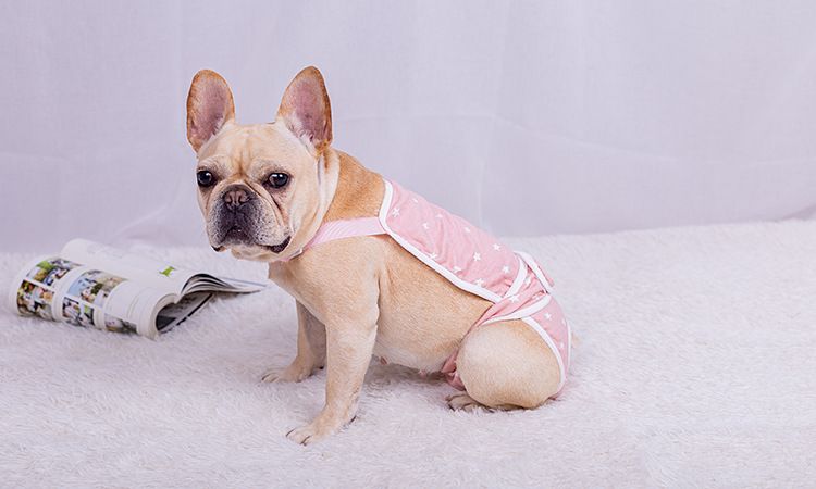 Fadou kvinnlig hund fysiologiska byxor kvinnlig Teddy Corgi valp mops hund menstruationsperiod husdjur säkerhetsbyxor Big Aunt_voghion.com
