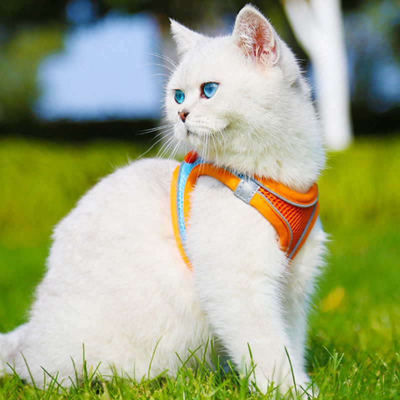 Tasmalı, Çekmez Köpek Tasması Metal D Halkalı Yansıtıcı Evcil Hayvan File Yelek Boğmaz_voghion.com