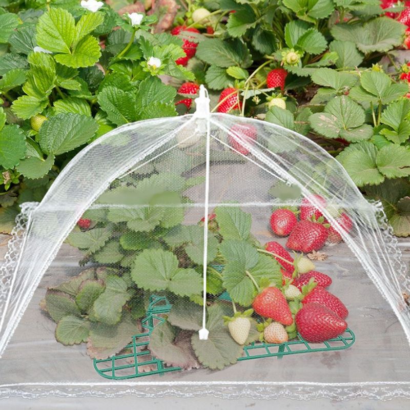 6 Sets Strawberry Supports With 24 Ground Nails Square Strawberry Growing Support Stakes Reusable Cloche Dome For Outdoor Garden Vegetable_voghion.com