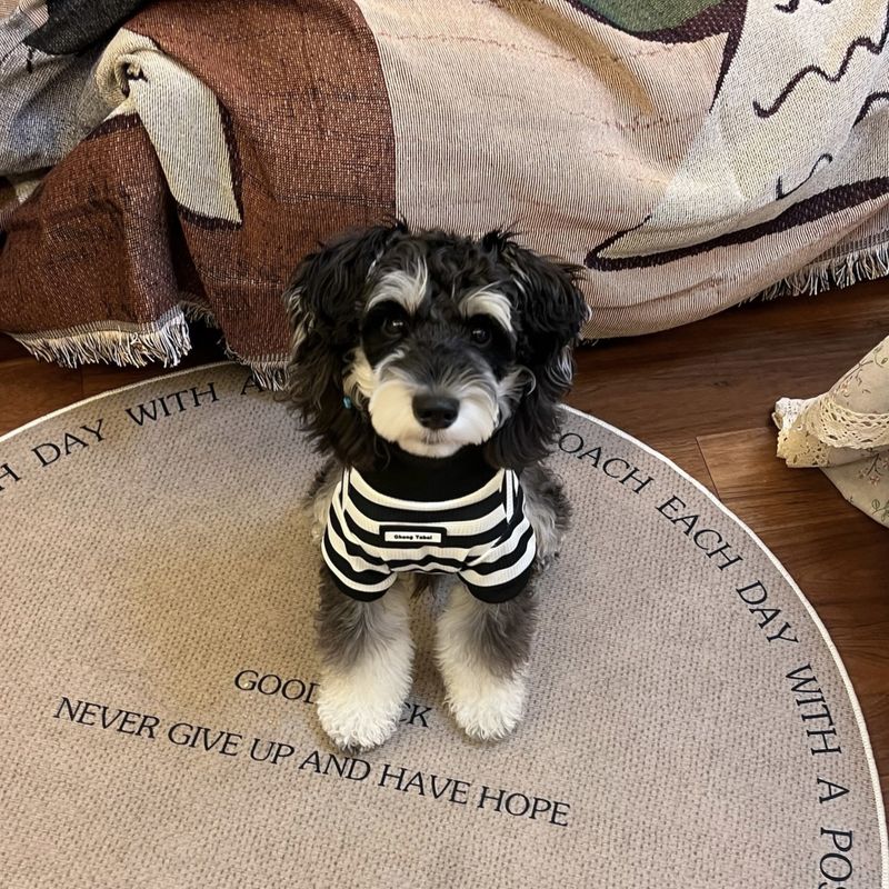 Ropa para perros de primavera y otoño, resistente al frío, elegante y de alta gama, estilo caballero, nueva, para schnauzer, osito de peluche, bichón y gato._voghion.com