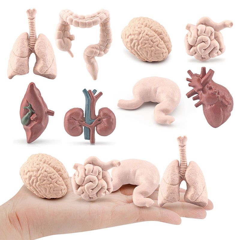 Simulare corp uman trunchi model biologie creier inimă ficat stomac rinichi instrumente de predare învățare jucării educaționale pentru copii_voghion.com