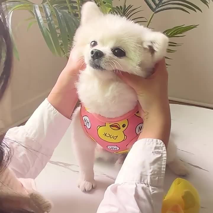 Sommer-Baumwollshirt für Hunde von PawParty Store_voghion.com