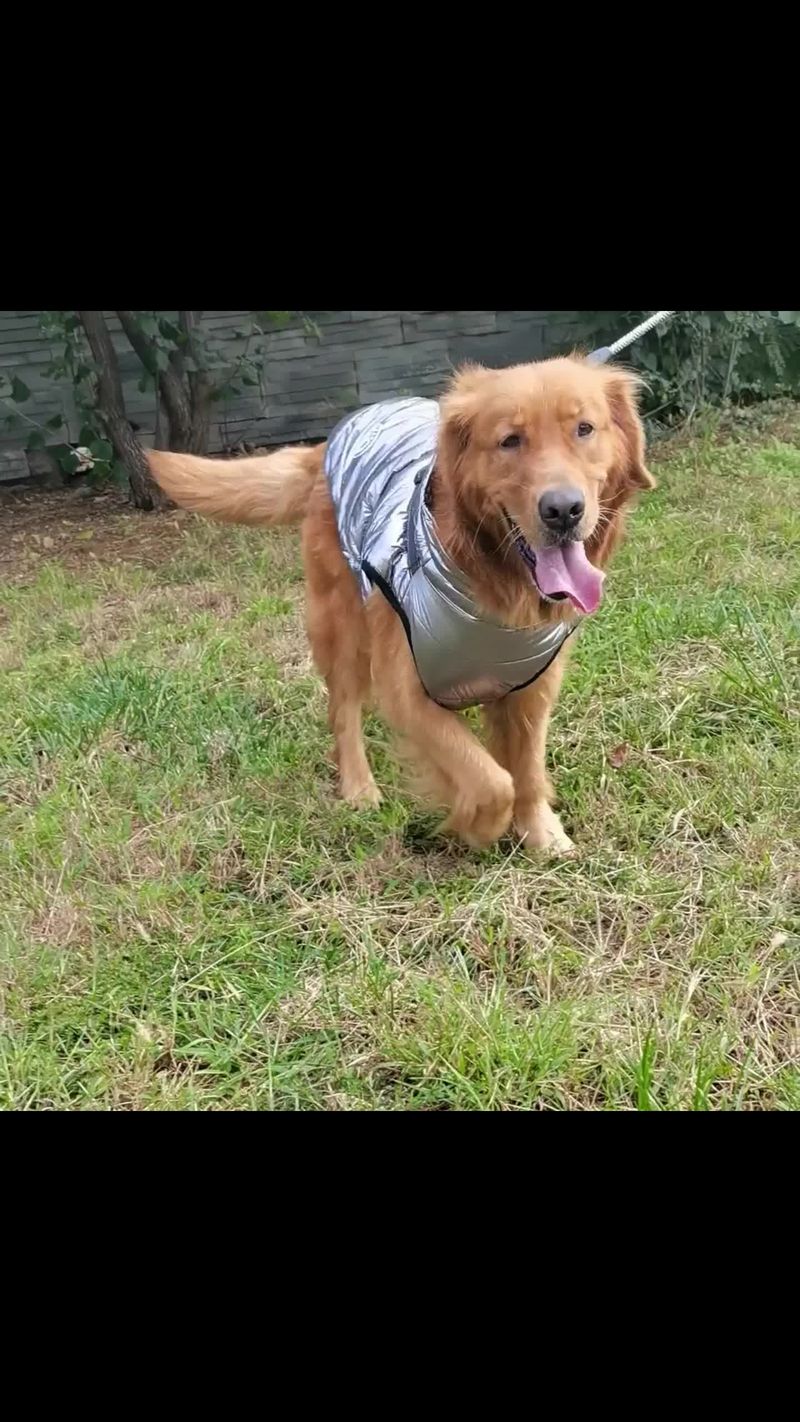 Warme Winterjacke, wasserdichter Haustiermantel, Kleidung für kleine und große Hunde, Fleeceweste mit Geschirr, Kostüm für Welpen, von PawParty Store_voghion.com