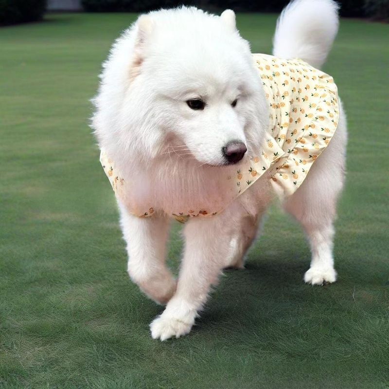 Golden Retriever Weste Samojede Medium Große Dünne Kleidung Haustier Hund Labrador Border Collie Frühling Sommer Bekleidung_voghion.com
