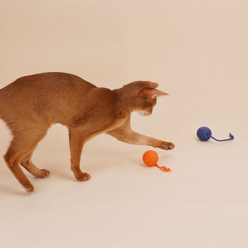 Zeze Teaser Wand Durable Chew Catnip Ball Set Cat Toy Self-Entertainment Kitten Pet_voghion.com