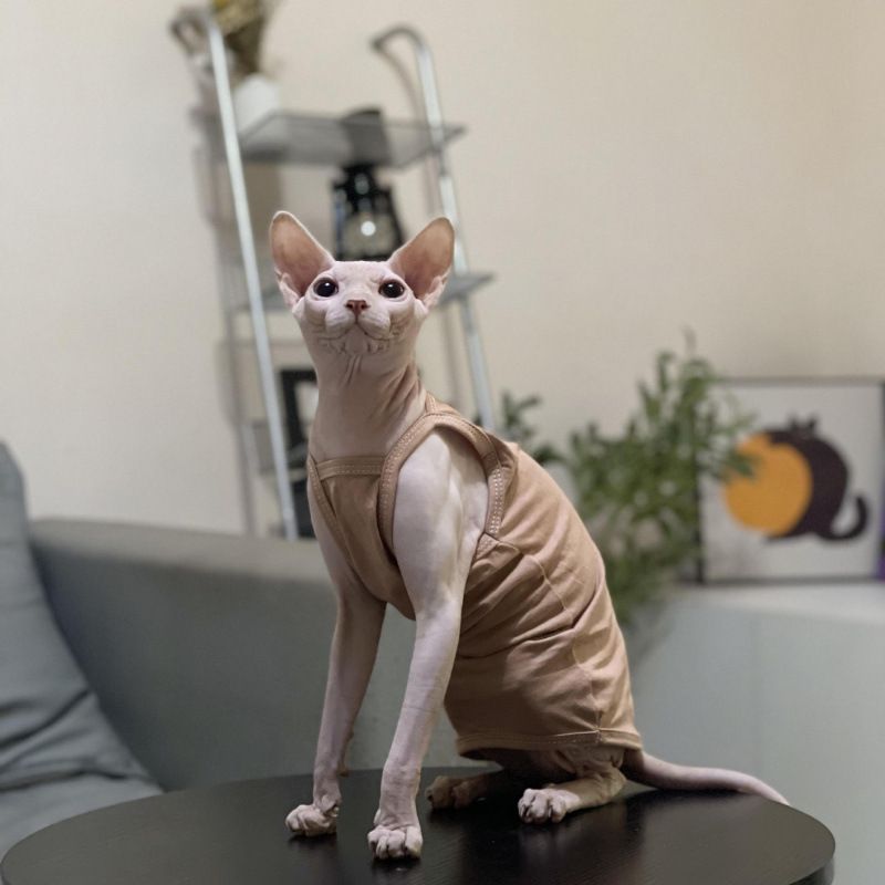 Hairless Summer Strap Thin Breathable Air-conditioned Room Multi-color Short-legged German Sphynx Cat Clothes Niliu_voghion.com