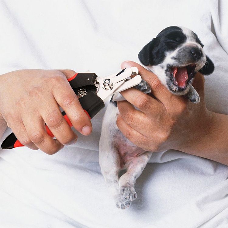 Tosquiadeira para cães e gatos Tesoura de aço inoxidável Cuidados com animais de estimação Limpeza Suprimentos de higiene Aparador de unhas_voghion.com