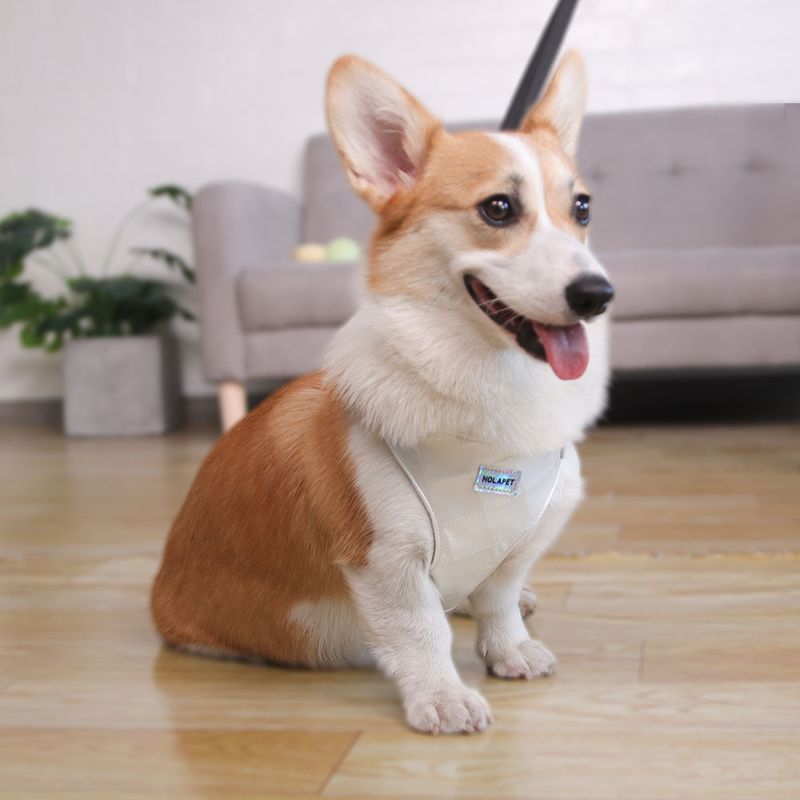 Produse pentru animale de companie, vestă de tracțiune cu frânghie pentru pisici, ham universal pentru piept, lanț pentru câini, provizii pentru pisici, plimbări cu frânghie pentru câini_voghion.com