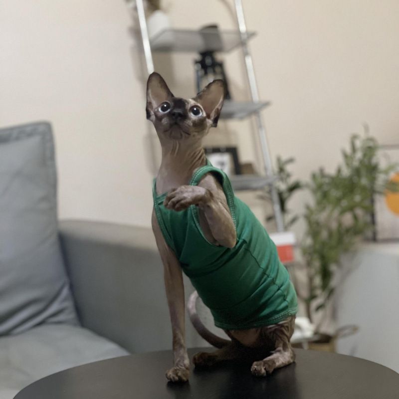 Hairless Summer Strap Thin Breathable Air-conditioned Room Multi-color Short-legged German Sphynx Cat Clothes Niliu_voghion.com