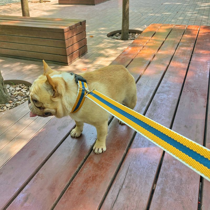 Dog Pet Walking Leash For Small And Medium Dogs Foam Teddy Collar Neck Strap_voghion.com