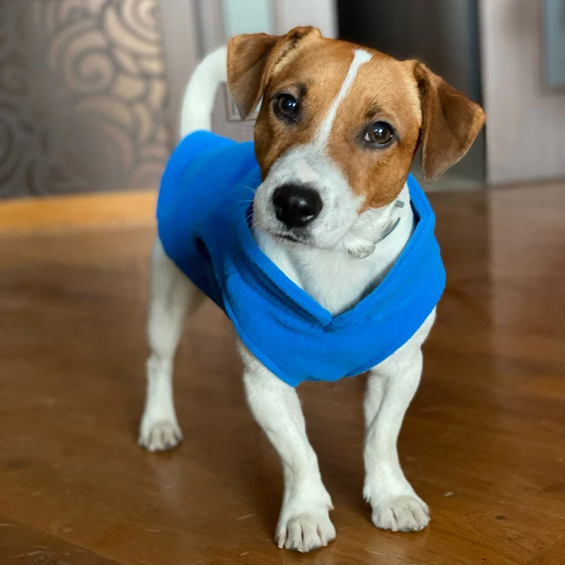 CDDMPET Fleece Vest For Dogs By PawParty Store_voghion.com