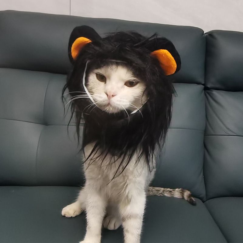 Copricapo Parrucca Cappello Animale Domestico Cane Cucciolo Gatto Costume Copricapo Leone_voghion.com