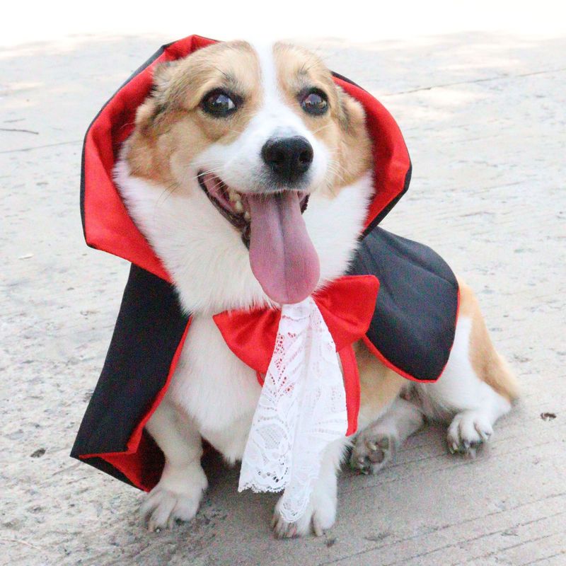 Neu Halloween Mantel Persönlichkeit Lustige Weihnachten Cape Katze Kostüm Welpen_voghion.com