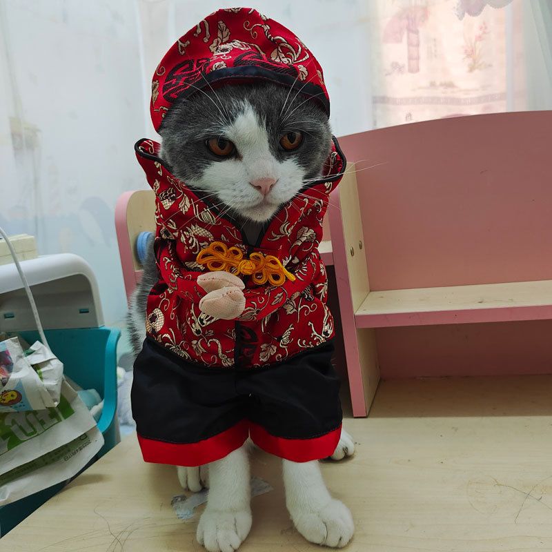 Spring And Autumn Pet Clothing Cute Funny Quirky Costume Hilarious Cat Dog Clothes Standing Transformation Outfit 3D_voghion.com