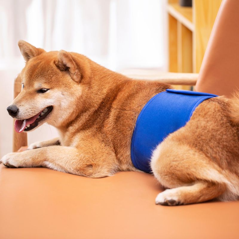 Pet physiological with male dog courtesy with dog physiological with pet diaper leak-proof diaper factory outlet_voghion.com