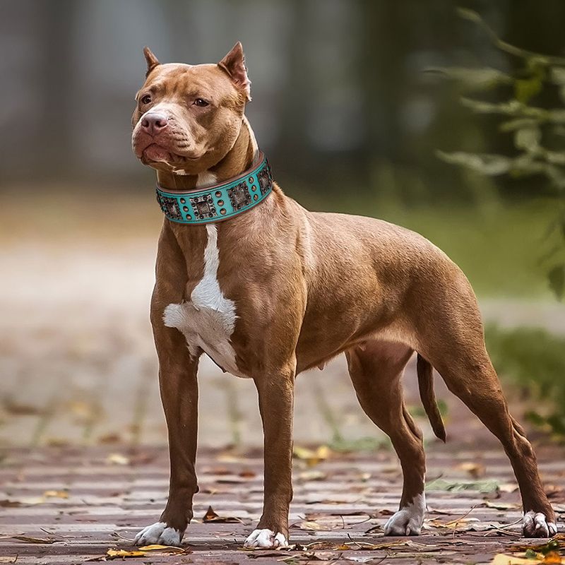 Didog Leather Spiked Collar Brown/Black/Green 2 Inches By PawParty Store_voghion.com