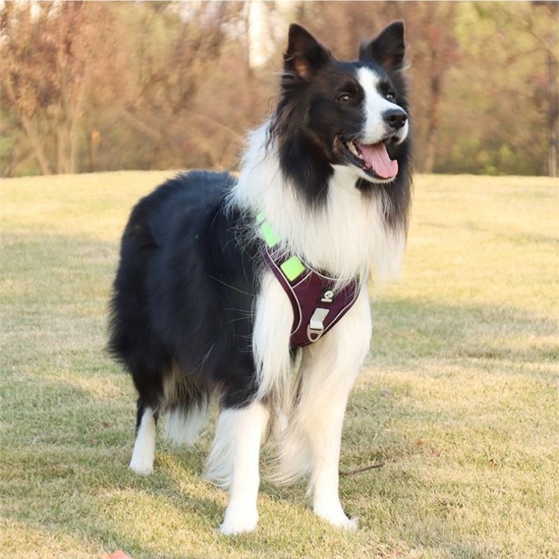 Pet Chest Harness Vest Style Large Dogs Explosion Proof Flushing Traction Rope Dog Outdoors Go Out Play Traction Rope_voghion.com