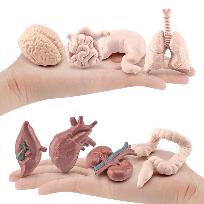 Simulare corp uman trunchi model biologie creier inimă ficat stomac rinichi instrumente de predare învățare jucării educaționale pentru copii_voghion.com