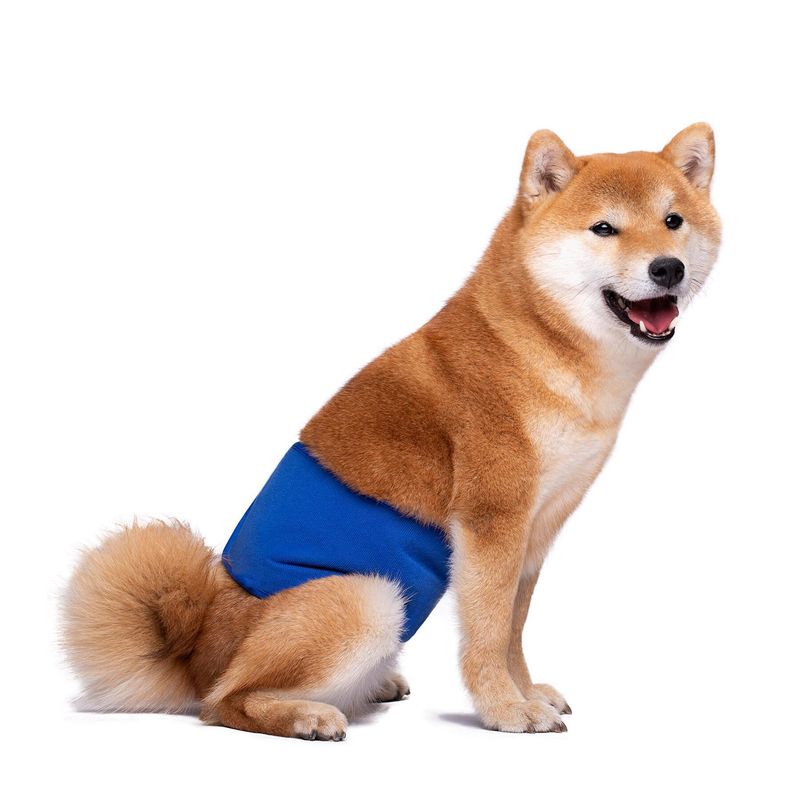 Pet physiological with male dog courtesy with dog physiological with pet diaper leak-proof diaper factory outlet_voghion.com