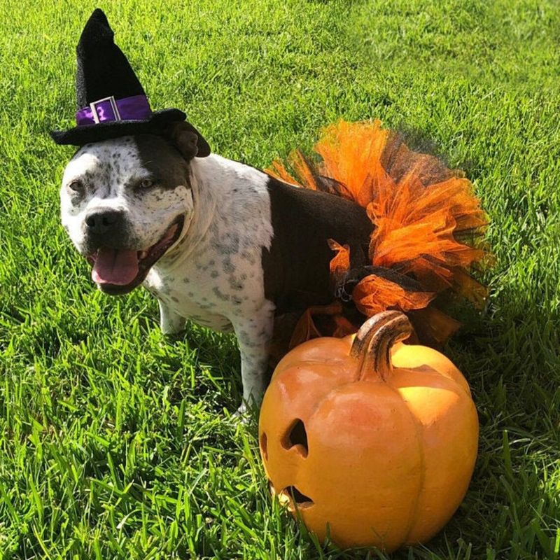 Mittelgroßes Hundeparty-Outfit, Halloween-Haustierkostüm-Set, entzückendes pelziges Kinder-Tüllkleid_voghion.com