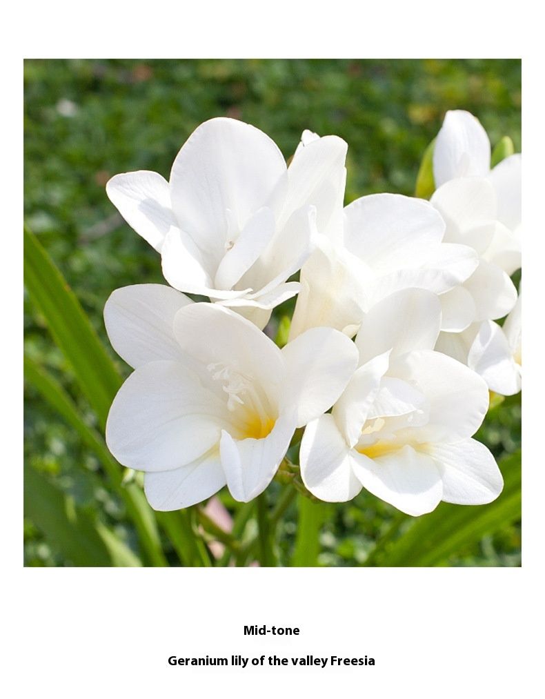 2024 Nuovo modello di profumo Sweetheart Lady Fiori freschi e frutta Eau De Toilette Profumo Eau De Toilette a lunga durata_voghion.com