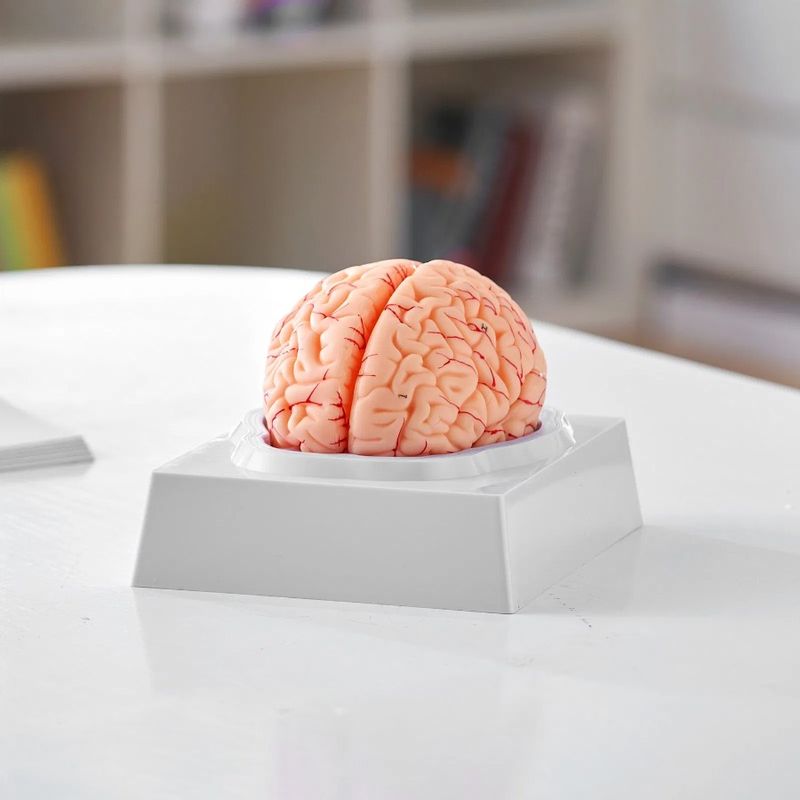 Model Model Human Brain Mode Labels Detachable Brain And Display Anatomy 9-Part With Human Base Anatomical Brain Life-Size 1:1_voghion.com