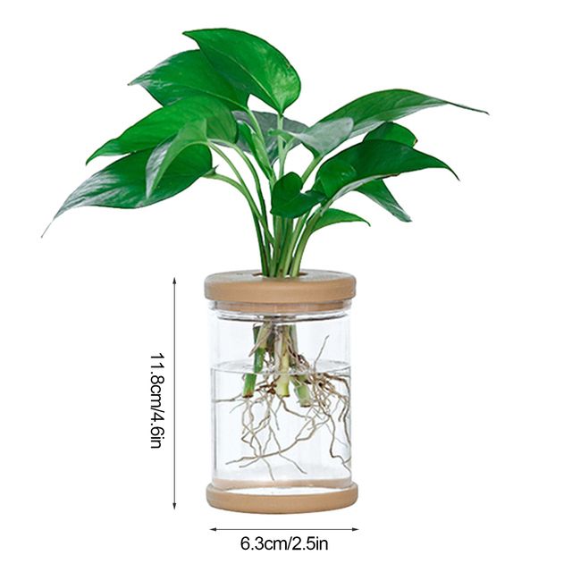 Mini Hydroponic Flower Pot Home Vase Decor Transparent Glass Plant Pots Green Plants Pot For Home Decoration_voghion.com