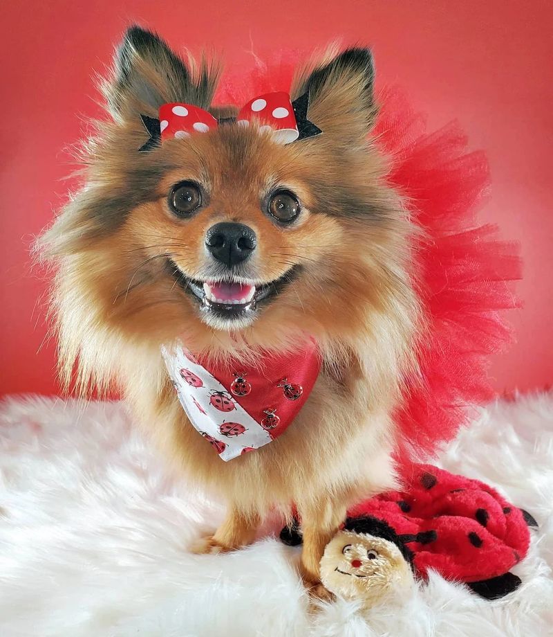 Mittelgroßes Hundeparty-Outfit, Halloween-Haustierkostüm-Set, entzückendes pelziges Kinder-Tüllkleid_voghion.com