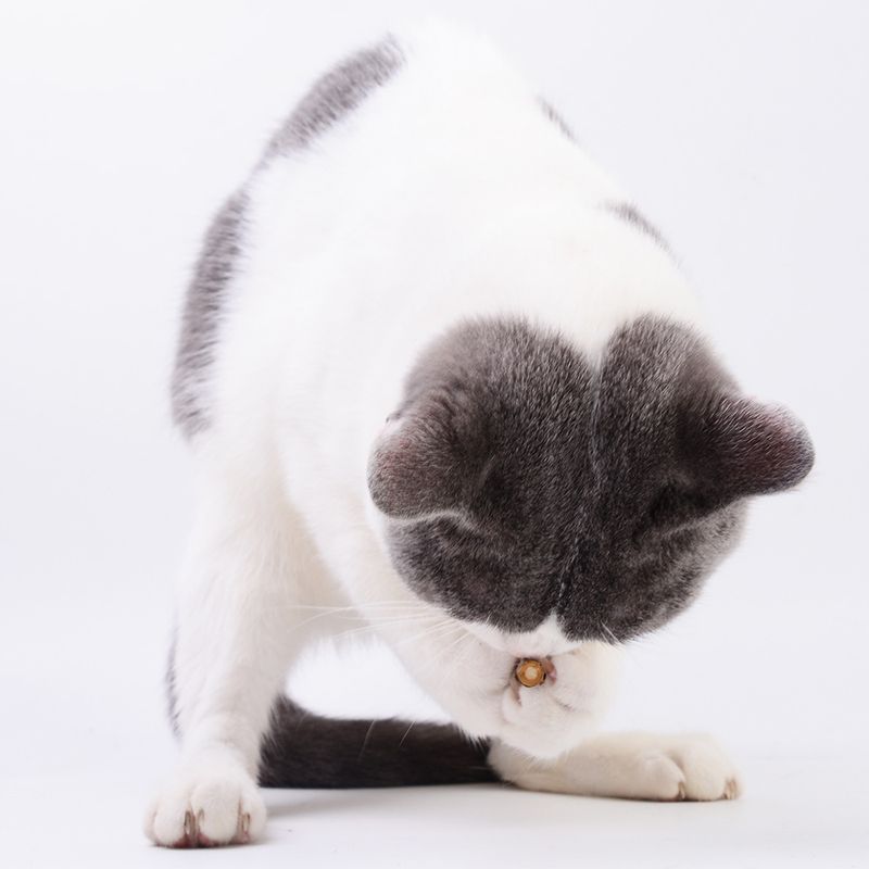 20 pezzi di erba gatta, giocattoli per gatti, per digrignare i denti, per masticare e rimuovere le palle di pelo, bastoncini di poligono Muttian_voghion.com