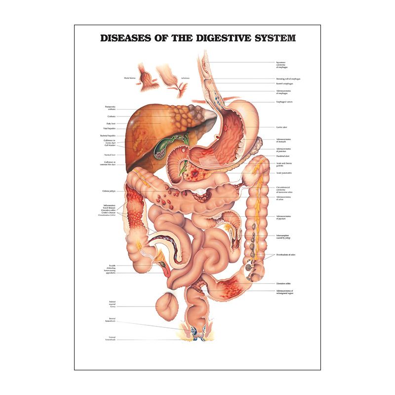 English Anatomy Human Organs Canvas Print Classroom Hospital Core Poster_voghion.com